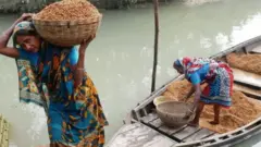 ধান, কৃষি, বাংলাদেশ