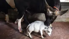 एका गायीच्या पुढ्यात उभी असणारी लहान राणी गाय