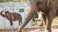 کاون
