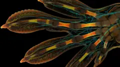 Image of a gecko's embryonic hand glowing with the blood vessels and bones visible