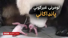 په سوېلي کوریا کې یوه ژوبڼ د دوو غبرګونو پانډاګانو د زیږېدو هرکلی کړی.