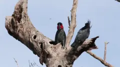 पक्षी