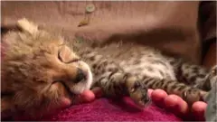 cheetah