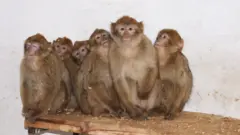 Majmuni