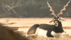BBC