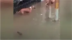 犬の背後に忍び寄るワニ