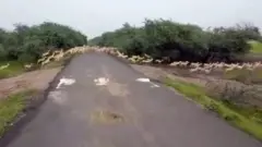 కృష్ణజింకలు