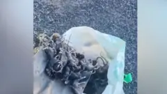 Ratones muertos en una pala