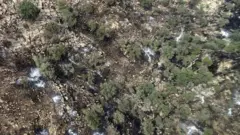 جنگل