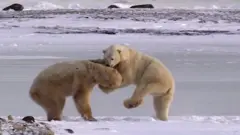 polar bear
