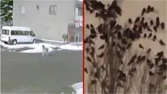 тварини і землетрус