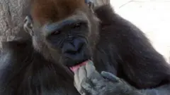 Inadaiwa kuwa nyani alimeza karibu milioni saba sawa na dola elfu 19 za kimarekani zilipotelea kwenye hifadhi ya wanyama Gardens katika jimbo la Kano