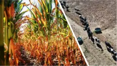 యూరప్ కరవు