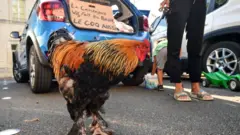 মোরগ মরিস এখন গলা ছেড়ে ডাকতে পারবে