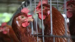 પ્રતીકાત્મક તસવીર