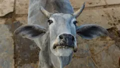 ఆవు