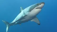 Great white shark