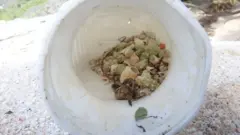 Araştırmacılar tek bir plastik kutuda 526 keşiş yengeci bulduklarını söylüyor