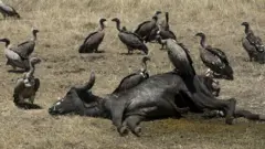 Inkongoro zibeshwaho no kurya ibisigazwa by'inyamaswa zapfuye