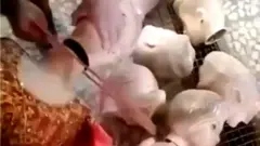 پتلے