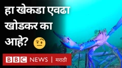 ऑस्ट्रेलियाच्या किनाऱ्यावर काही खेकडे खूप खोडकर असल्याचं दिसून आलं आहे.