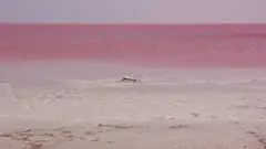 Сиваш