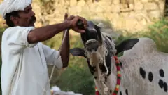 گائے