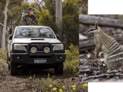 A imagem mostra um agente de conservação ao lado de um veículo em uma área de mata, acompanhada por uma foto de um numbat australiano de pelagem listrada.