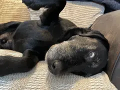 ilustracija crni pas 