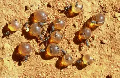  હનિપૉટ કીડીઓ 