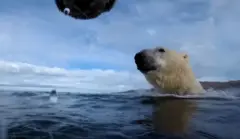 මුහුදු අයිස් දියවීමත් සමඟ හිම වලසුන්ට ගොඩබිම වැඩි කාලයක් ගත කිරීමට සිදු වේ. 