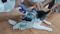 macka sa zakacenim paketima droge u zatvoru