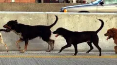Stray dogs run by a wall in America in an urban landscape.