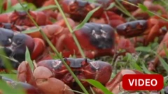 காணொளி: இந்திய பெருங்கடலின் கிறிஸ்துமஸ் தீவிற்கு படையெடுக்கும் 50 மில்லியன் நண்டுகள்- ஏன்?