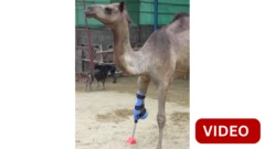 செயற்கை காலுடன் மீண்டும் நடக்கத் தொடங்கிய ஒட்டகம்