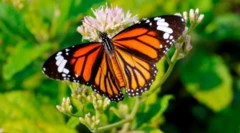 பட்டாம்பூச்சிகளை கடத்த முயன்றதாக தந்தை-மகனுக்கு ரூ. 1.67 கோடி அபராதம்