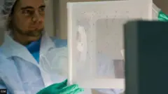 عالم يجري تجربة على البعوض في مختبر بإسبانيا