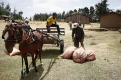 Qonnaan-bultoota midhaan gaarii fardi harkisutti fe'ataa jiran 