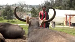 நீலகிரி, தோடர், எருமை