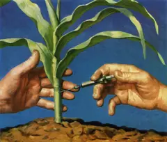 የጂኤምኦ በቆሎ 
