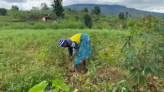 Umugore wunamye mu murima arimo gusarura ibishyimbo