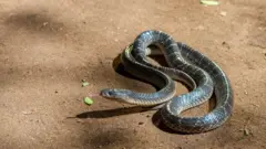 பாம்புகளுக்கு ஏன் கால்கள் இல்லை? கால்களே இல்லாமல் அவை அதிவேகமாக நகர்வது எப்படி?