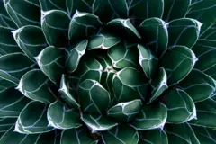 Agave victoriae-reginae, ou agave noa, é uma pequena espécie de planta perene com flores suculentas, conhecida por suas listras brancas nas folhas geométricas e esculpidas.