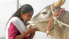 ஜல்லிக்கட்டு: பெண்கள் மாடுபிடி வீரர்களாக பங்கேற்காதது ஏன்? எது தடுக்கிறது?