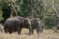 வயநாடு, யானை