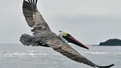 Pelicano