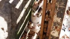 Kucing liar di Pasar Kiaracondong, Bandung