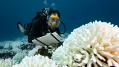 Un buzo inspecciona un coral blanqueado