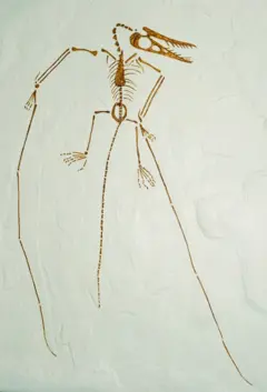 Fóssil de pterossauro