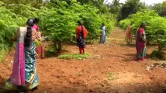 முருங்கைப் பூ தேன் உற்பத்தி